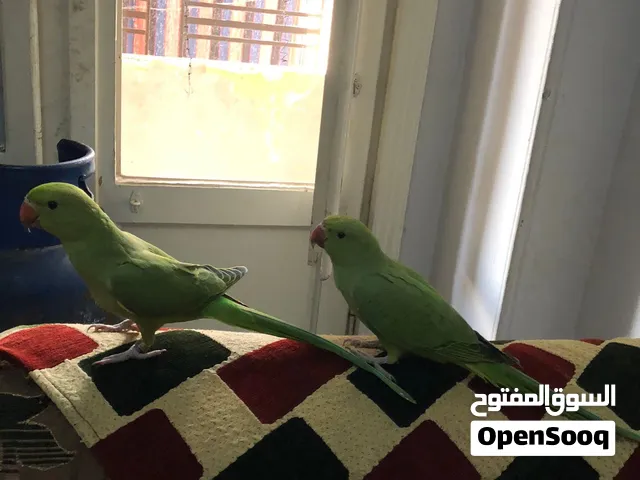 مطلوب دره امريكي تاكيل يدوي اودره هندي اصفر او ابيض او ازرق
