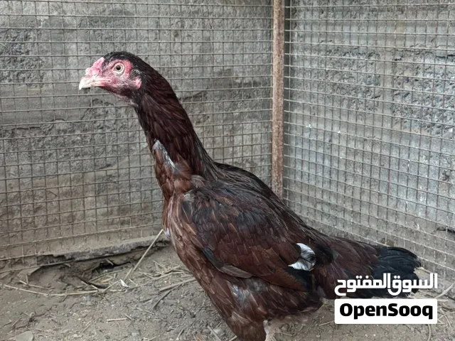 وحده. فرده.
