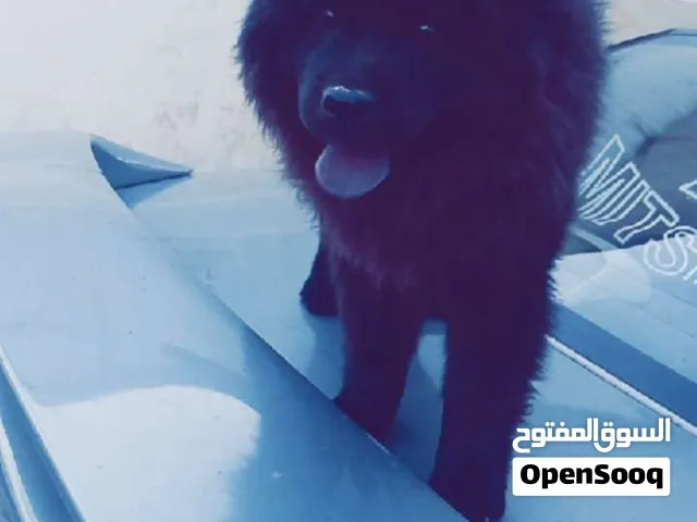 كلب تشاو تشاو للبيع