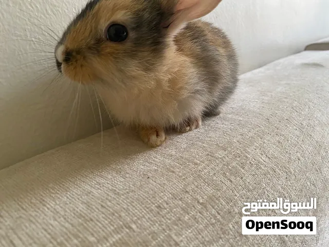 ارنب ياباني هارليكوين مهجن