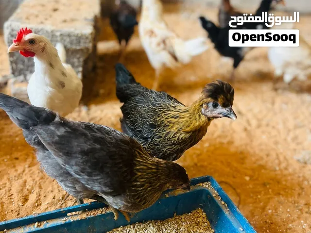 دجاج عربي مخلط