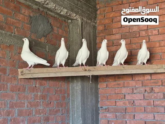 3 قصوص لاحم فرنسي شغالين بيور
