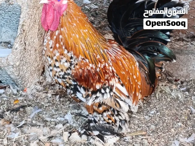 فروج زهري زهري