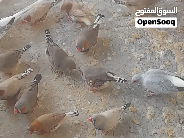 سلام عليكم فناجز للبيع سوبر جامبو