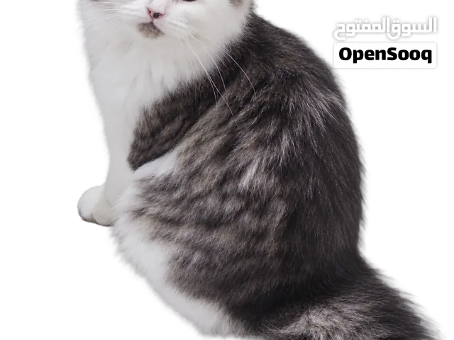 قطط اخوه مكس