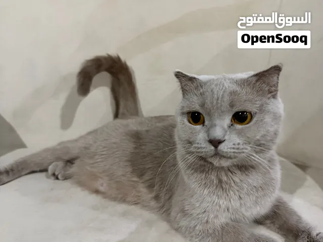 قطط لتبني كتنن