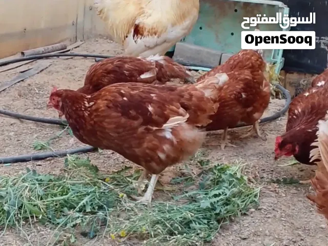 دجاج الوهمان