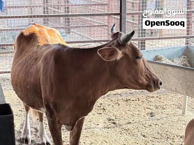 All kind off halal animals available نبيع جميع انواع الحلال