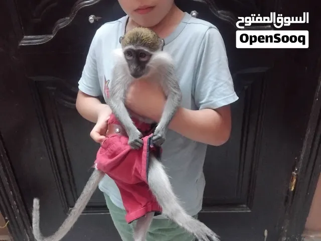 نسناس هادي