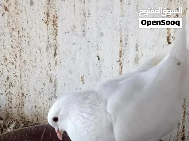 حمام الفرنسي