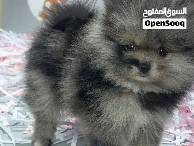 Pomeranian for sale!!!