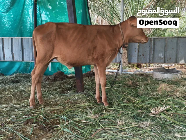 للبيع عجله عمانيه