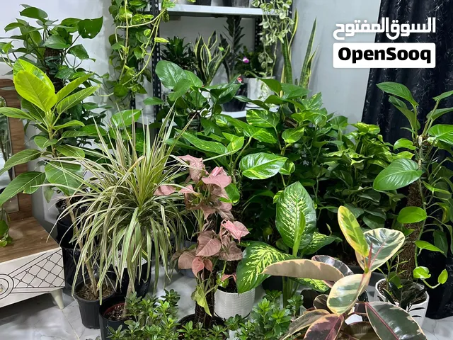 نباتات ظل متوفر
