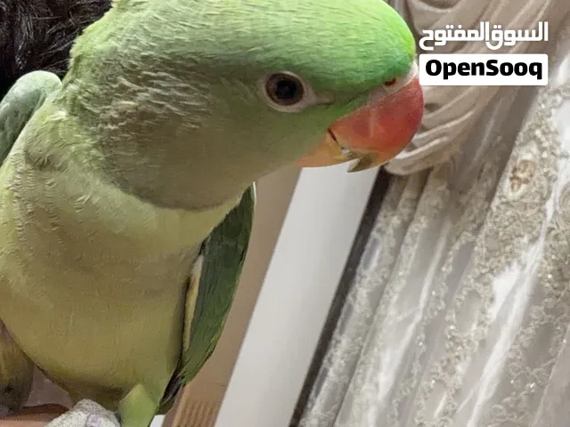 ببغاء نيبالي