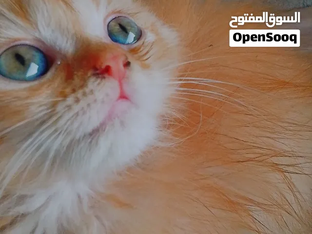 أنثى شهر ونص