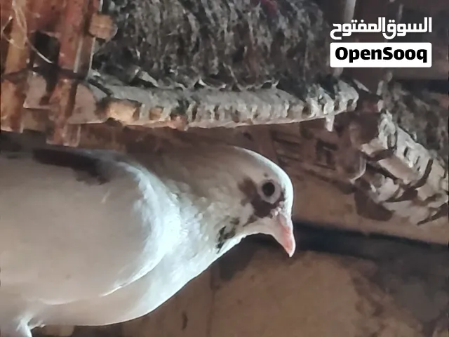 متاح 25 جوز حمام بلدي بالزغليل تربايه بيتي