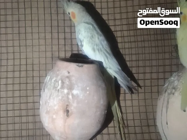 تلات انتيات ازابيل منتجات عندي ربي يبارك