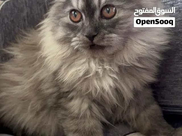 قط شراري للبيع