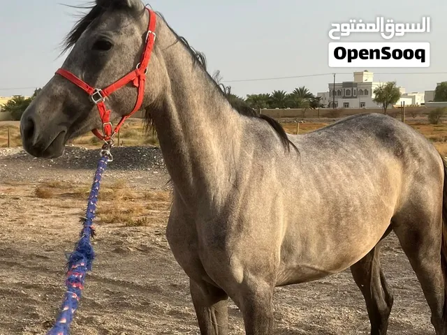 للبيع مهره عربيه أصيله