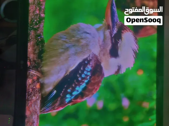 موجود شاشه ال جي معروفه لاتعرف