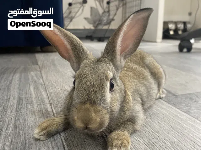ارنب عمره ثلاث شهور للتربية في المنزل