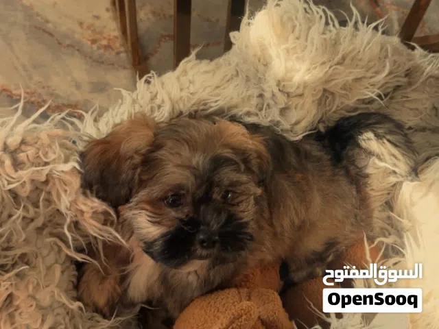 Shih tzu for sale 2 months old for 80 BD