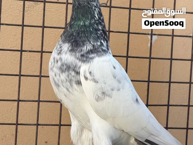 حمام باكستاني جولدن
