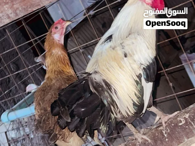 بيض دجاج دندراوي درجة اولة شرط شد اذا ميشد انا خسارك راسلني خاص وتدلل