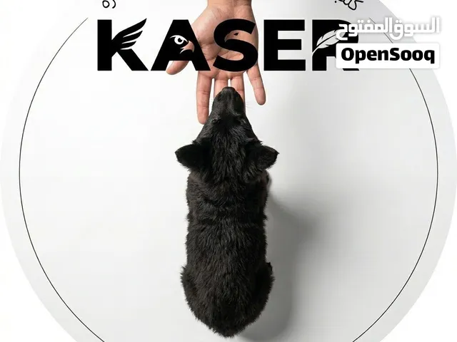 كلب شيبريد بلاك جيرمن شيبرد بيور للبيع حراسة وأليف