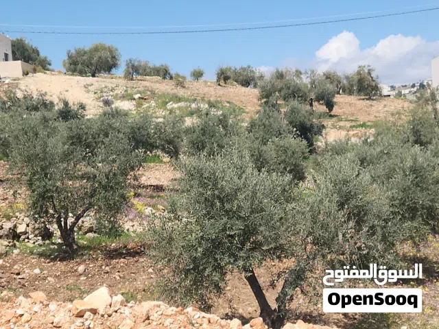 أجمل مناطق عمان الغربية بدر الجديده الرباحية الشمالية سكن ج أخضر