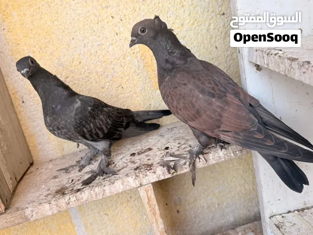 زوج حمام للبيع السعر 6 الاف دينار فقط