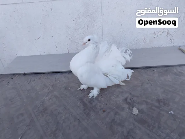 مطلوب انثى ابيض شغاله
