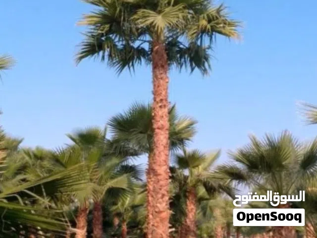 نخل واشنطني زينه للبيع واشنطونيا توصيل جميع مناطق المملكة اشجار واشنطونيا