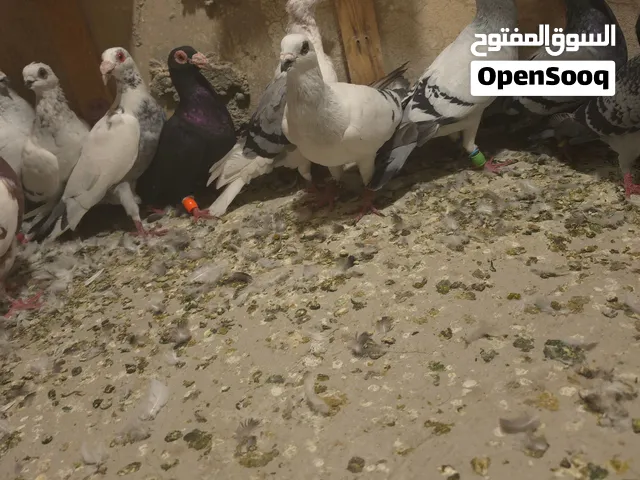 كوم حمام لللبيع بسعر حرق