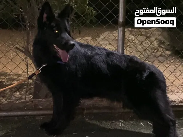 Female royal black