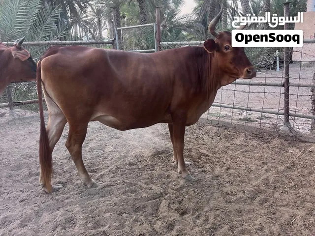 للبيع بقره نمساويه عشار 3 شهور بقره جيرسي عشار 3 شهور بقر حليب أمورهن طيبه صغار سن