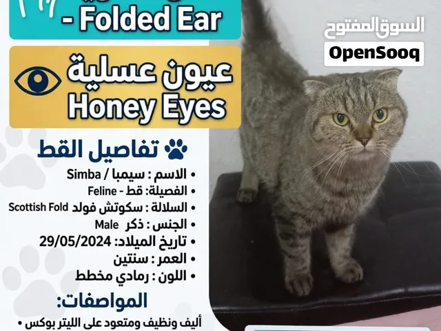 للبيع قط سكواتش فولد
