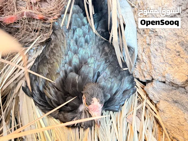 دجاجه كافه مع 9 بيضات الدجاجه ام ركيبه السعر 35 الف