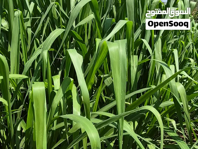علف البونيكام