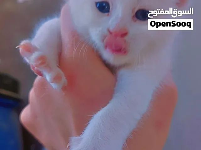 مطلوب زغاليل للتربايه الوان حلوه