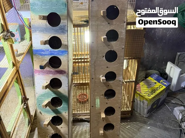 السلام عليكم بيوت للبيع كلش انضاف كلش حلو يصيرن ×قندوره × طيور حب × فناجس × للجاوه