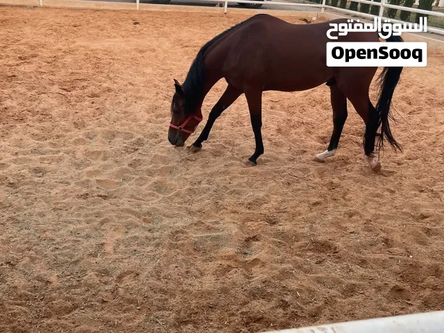 فلو عربي للبيع