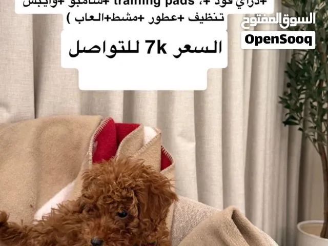 كلب توي بودل العمر ثلاثة شهور