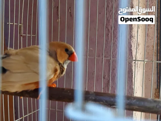 السلام عليكم فحل للبيع حجمه الماني ومنتج مثل ماواضح