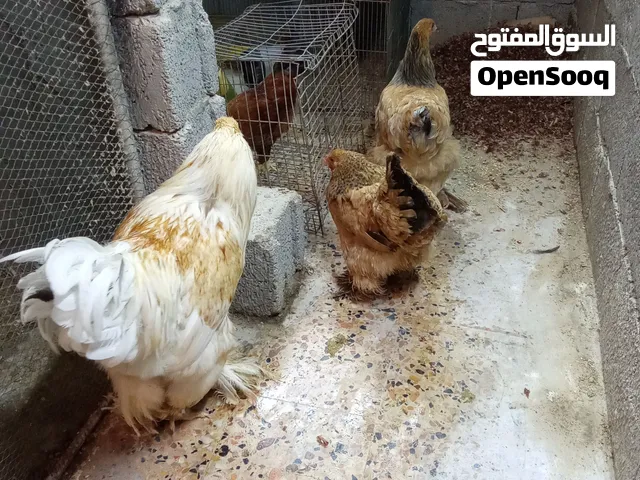كوبيا برهما ليموني ربي بارك أقرا الوصف