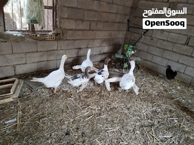 بط فرعوني عدد 5 بيعة وحدة
