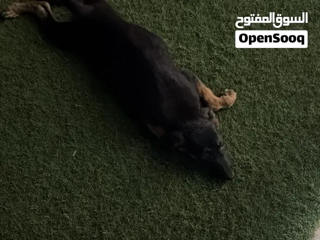 جيرمن عمر 3 شهور