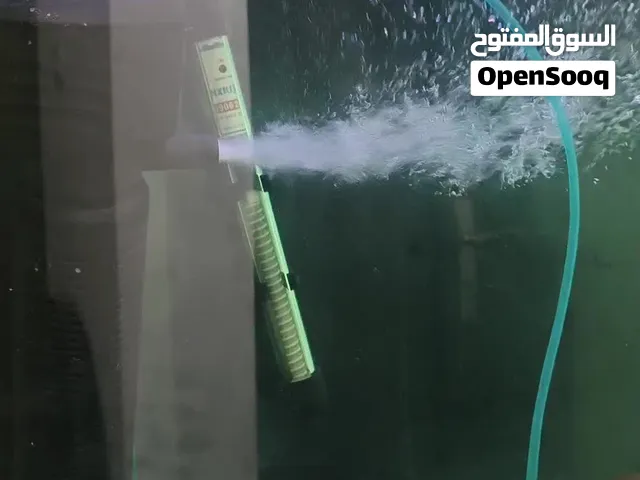 اسماك مفترسه