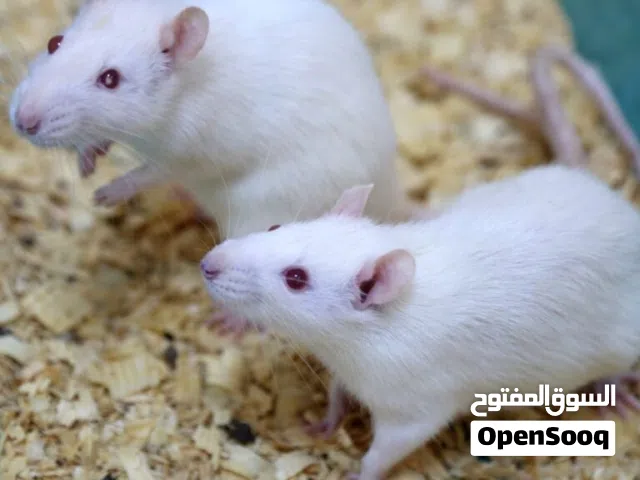 متوفر الآن –فئران وأغذية مجمدة عالية الجودة للثعابين والطيور الجارحة!