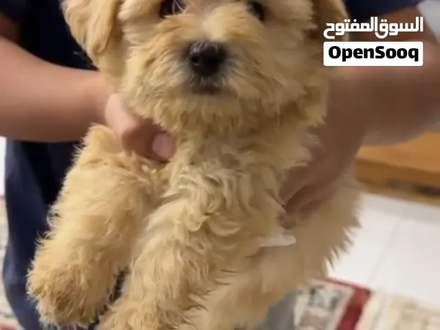 Premium Maltibo puppies